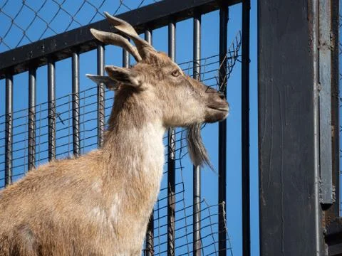 Goat in a cage Stock Photos