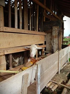 Goat in the cage 库存照片