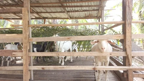 Goat in a cage with RAW D-Cinelike Stock Footage 123758222