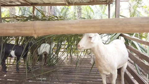 Goat in a cage with RAW D-Cinelike Stock Footage 123759774