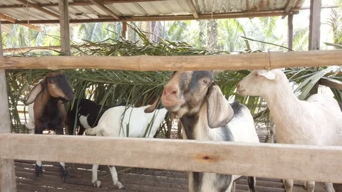 Goat in a cage with RAW D-Cinelike Stock Footage 123760151