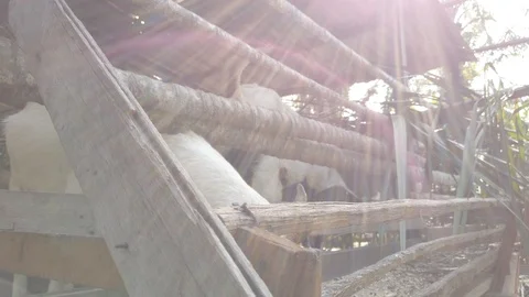 Goat in a cage with RAW D-Cinelike Stock Footage 123760749