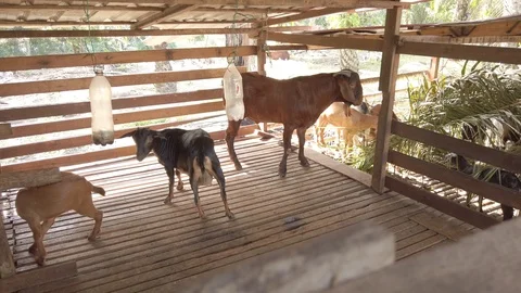 Goat in a cage with RAW D-Cinelike Stock Footage 123761427