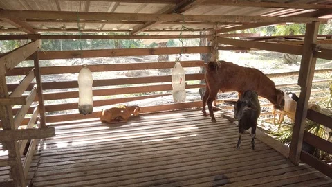 Goat in a cage with RAW D-Cinelike Stock Footage 123814394