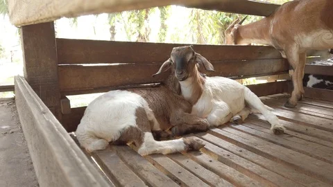 Goat in a cage with RAW D-Cinelike Stock Footage 123814414