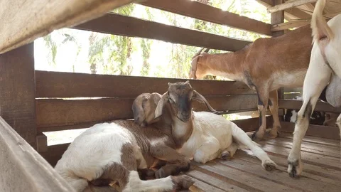 Goat in a cage with RAW D-Cinelike Stock Footage 123814525