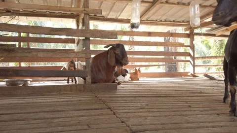 Goat in a cage with RAW D-Cinelike Stock Footage 123814580