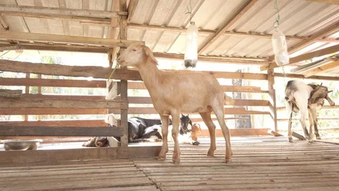 Goat in a cage with RAW D-Cinelike Stock Footage 123814841