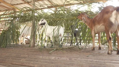 Goat in a cage with RAW D-Cinelike Stock Footage 123815030
