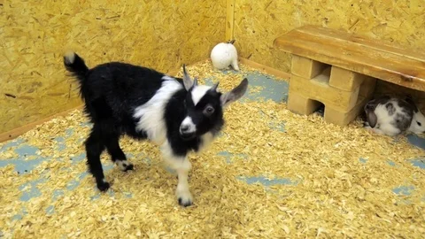 Goat in cage of zoo. Stock Footage 77820501