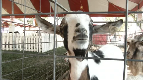 Goat Call Close Up Vídeo Stock 68000263
