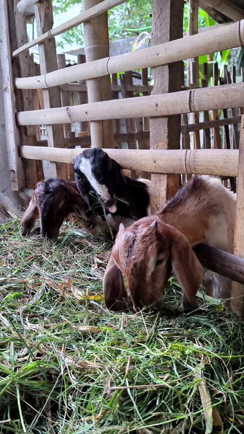 A goat is calmly eating grass. Stock Footage 337949128