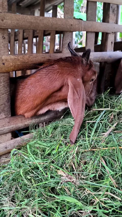 A goat is calmly eating grass. Stock Footage 337949129