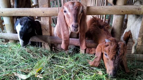 A goat is calmly eating grass. Stock Footage 337949133