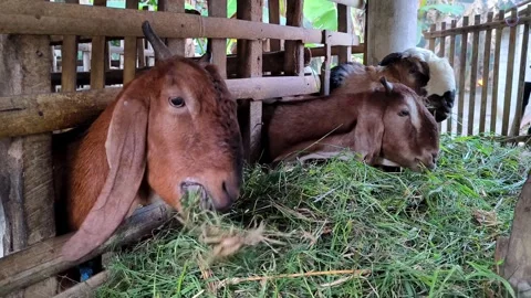 A goat is calmly eating grass. Stock Footage 337949137