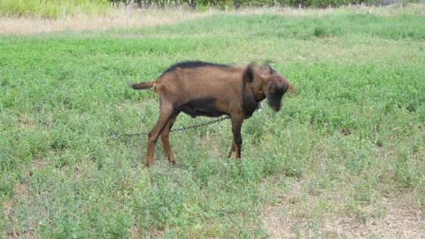 Goat captive and chained Vidéo 218148393
