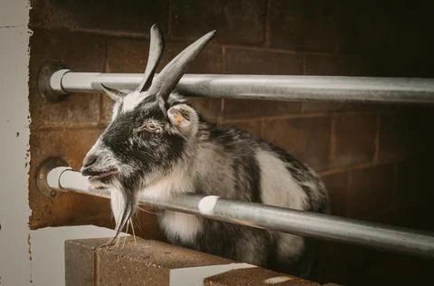 The goat in cattle pen on the farm copy space Stock Photos
