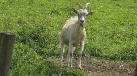 Goat checking out the camera Stock Footage 144206