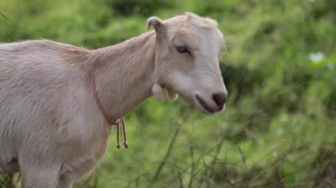 Goat chewing, close up, green meadow  Stock Footage 57403013