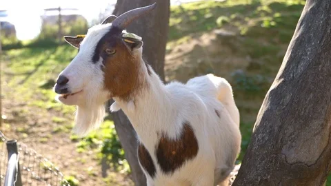 Goat chewing eating on top of a tree. Stock Footage 108895785