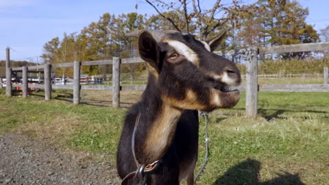 Goat chewing favorite snack Stock-Footage 223532253