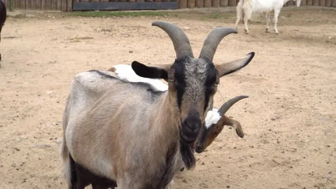 Goat chewing grass close-up. Mountain bearded goat Stock Footage 139357987
