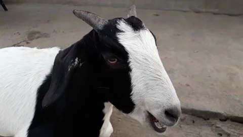 Goat Chewing grass Stock Footage 138868485