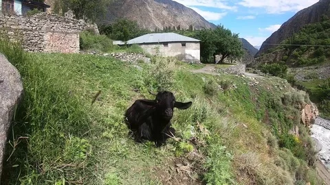 Goat is chewing grass in the mountains Stock Footage 113615628