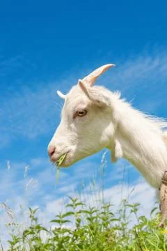 Goat chewing grass Stock Photos
