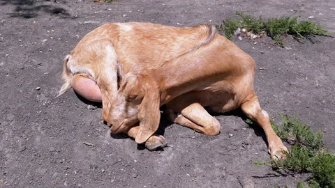 Goat Chewing Its Leg Stock Footage 293237265