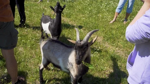 Goat is chewing leaves. Video stock 91587759