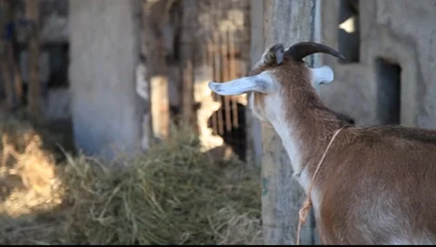 Goat chewing profile Stock Footage 8660663