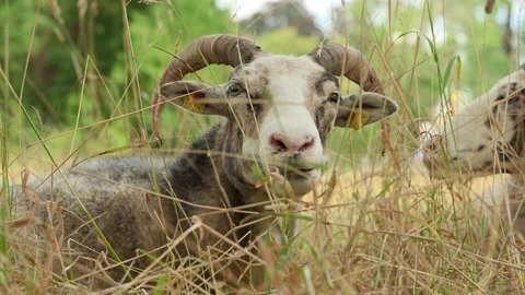 Goat chewing while laying down on the grass Video stock 205188059