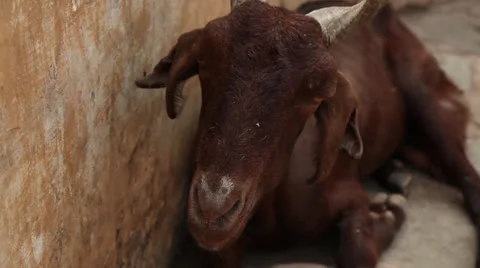 Goat chews Stock Footage 26370518