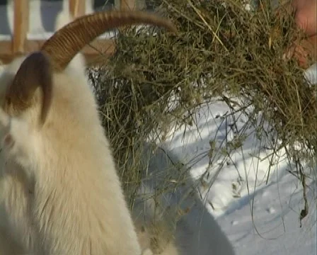Goat chews hay Stock Footage 1808966