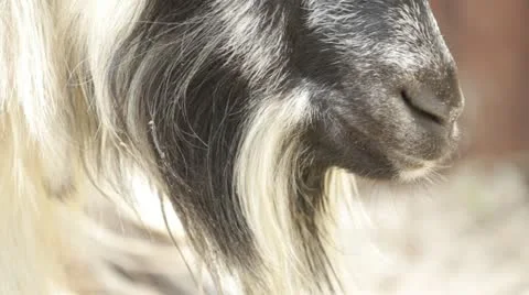 Goat chews a hay Video stock 11186239