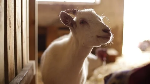 A goat chews hay. Stock Footage 129079170