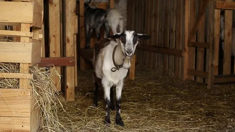 A goat chews hay. Stock Footage 129080440