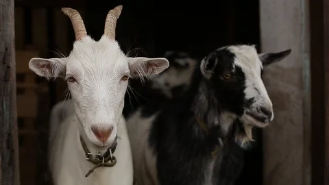 A goat chews hay. Stock Footage 129080471