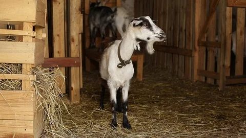 A goat chews hay. Stock Footage 129080473