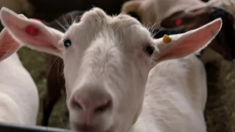A goat chews hay together in a pen, other goats run nearby. Stock Footage 194547375