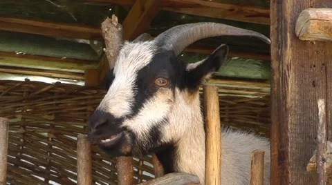 Goat chews in a pen Stock Footage 62294670