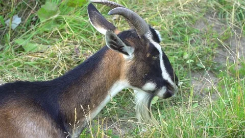 The goat chews , posing and meditating on the lawn Stock Footage 78121135