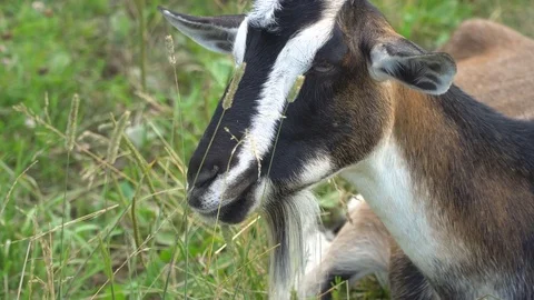 The goat chews , posing and meditating on the lawn Stock Footage 78121626