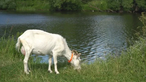 The goat chews , posing and meditating on the lawn Stock Footage