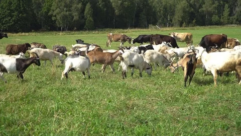 The goat chews , posing and meditating on the lawn Stock Footage 79739874