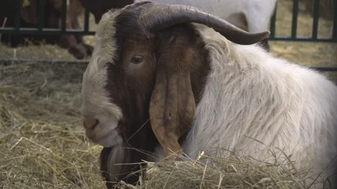 The goat chews , posing and meditating on the lawn,closeup Stock Footage 114723744