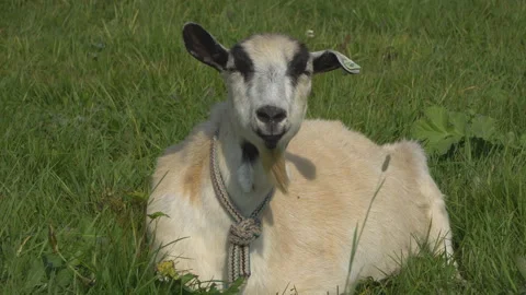 The goat chews , posing and meditating on the lawn,closeup Stock Footage 116077194