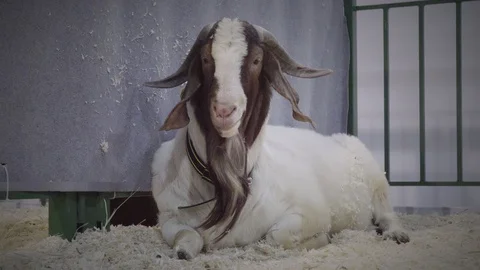 The goat chews , posing and meditating ,closeup Stock Footage 123911969