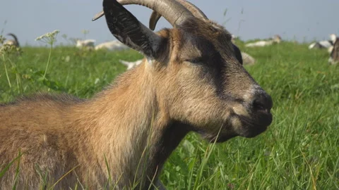 The goat chews , posing and meditating on the lawn,closeup Stock Footage 130739619